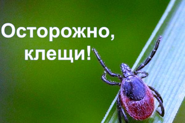 Предметная неделя “Клещевой энцефалит и Лайм-боррелиоз”